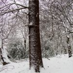 Highgate wood