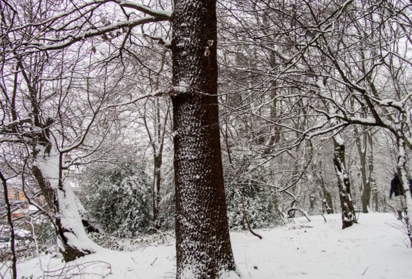 Highgate wood