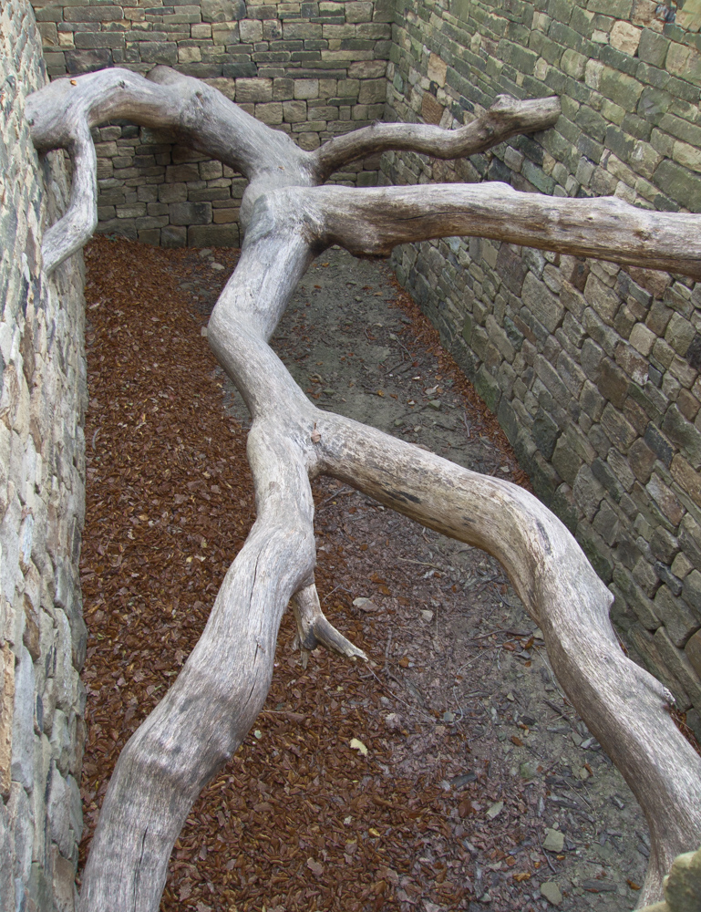 Hanging Tree #1 - Andy Goldsworthy - The Hanging Tree series have been constructed in a derilict Ha-ha on Oxley Bank