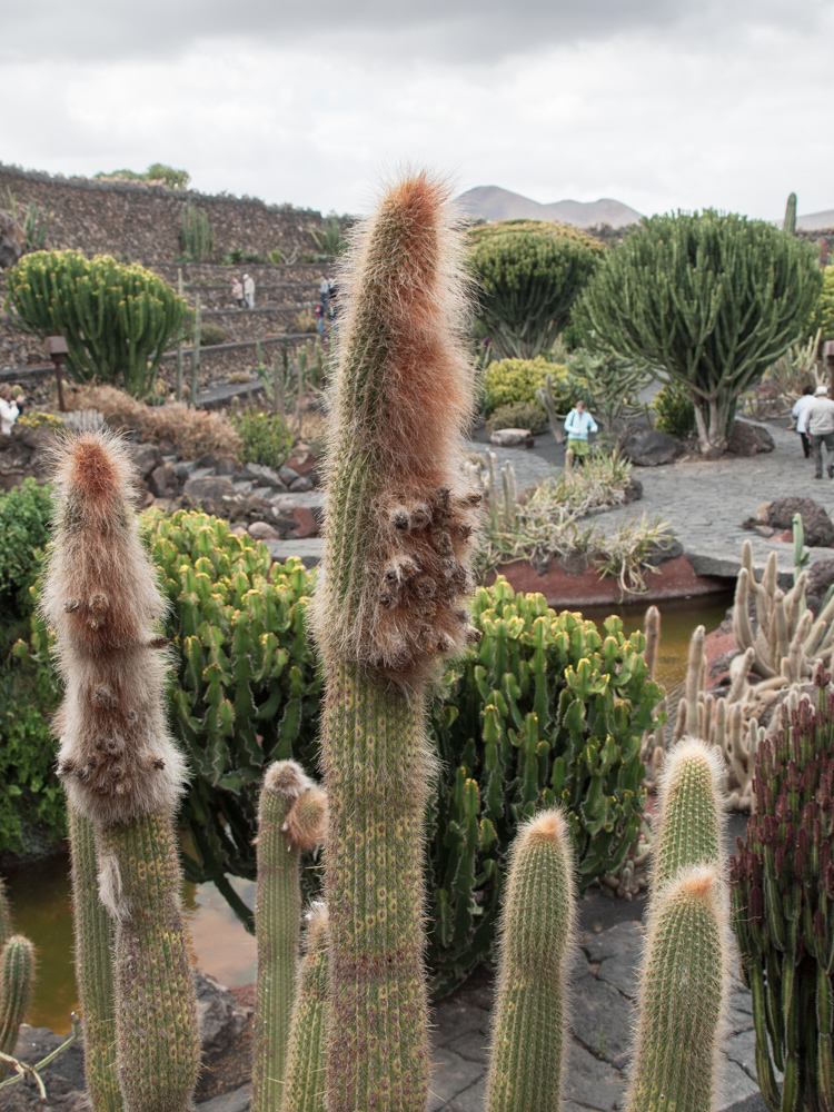 Jardin de Cactus