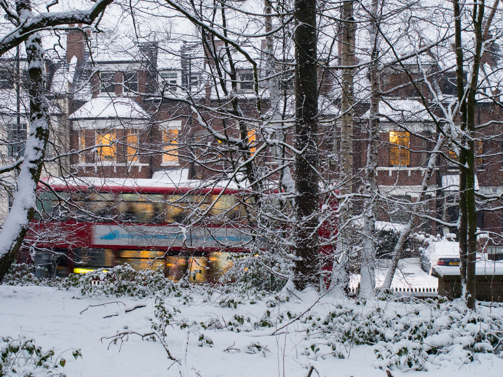 Highgate Wood – London